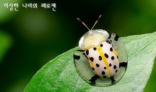 [희귀동물] 세상에서 가장 신기한 동물 곤충, 신기한사진, 왕사마귀 / 페로젠 : 네이버 블로그