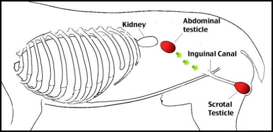 Addison S Disease In Dogs Cryptorchidism Addison S Disease In Dogs Cryptorchidism