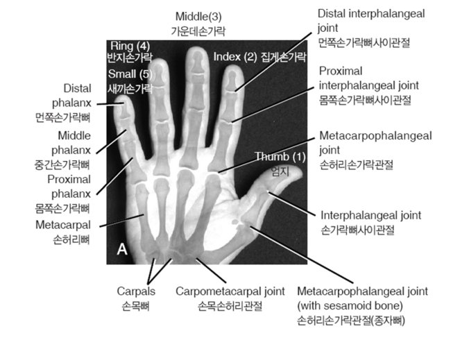 [KINESIOLOGY] Chapter.13 Hand : 네이버 블로그