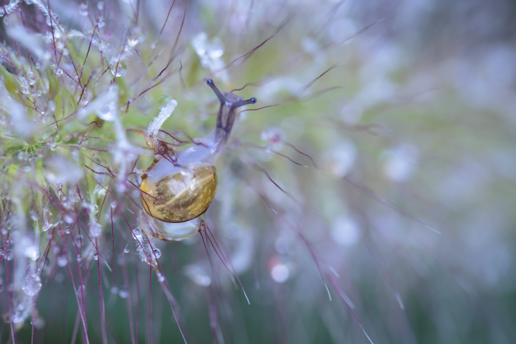 f017_wil_mijer_flowersnail_20151222.png?