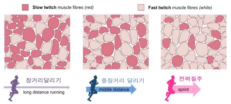 [6] 운동단위(motor unit)와 신경섬유(nerve fiber) 및 근섬유(muscle fiber)의 분류 : 네이버 블로그