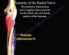 ์๊ณจ์ ๊ฒฝ(radial nerve)์ ์ฃผํ๊ฒฝ๋ก : ๋ค์ด๋ฒ ๋ธ๋ก๊ทธ Biology Diagrams