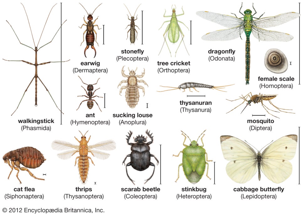 Types Of Insect Groups