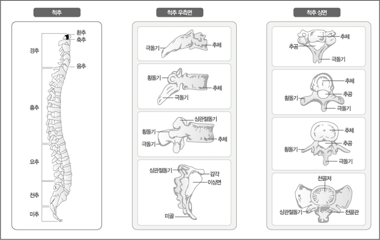 척추의 구조 [척추/경추/흉추/요추/천추/미추/척추의구조/목뼈/가슴뼈/허리뼈/엉덩이뼈/꼬리뼈/뼈/군포병원/척추전문] : 네이버 블로그