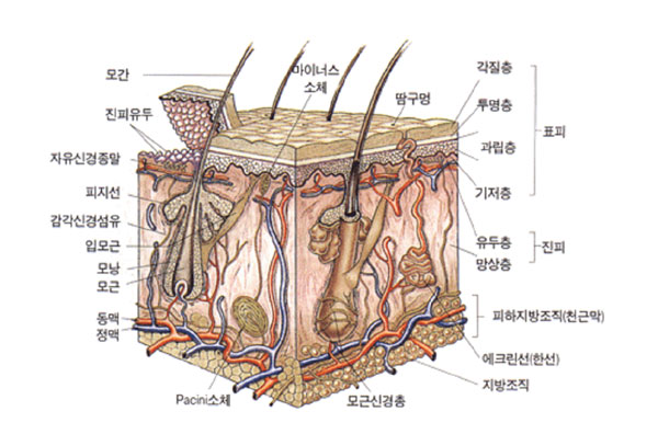 피부의 구조와 기능 : 표피 (Epidermis) : 네이버 블로그