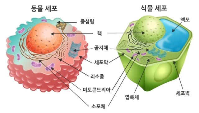세포 소기관 : 네이버 블로그