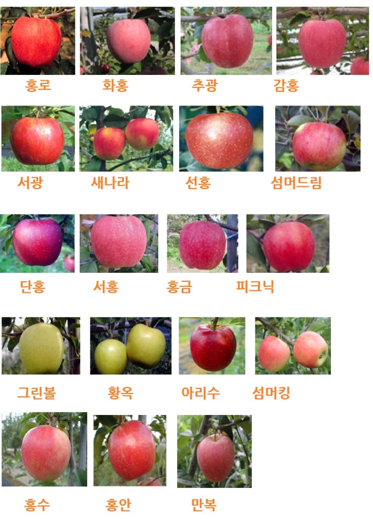 여름사과 추석사과 만생종 등 사과 품종별 사진 : 네이버 블로그