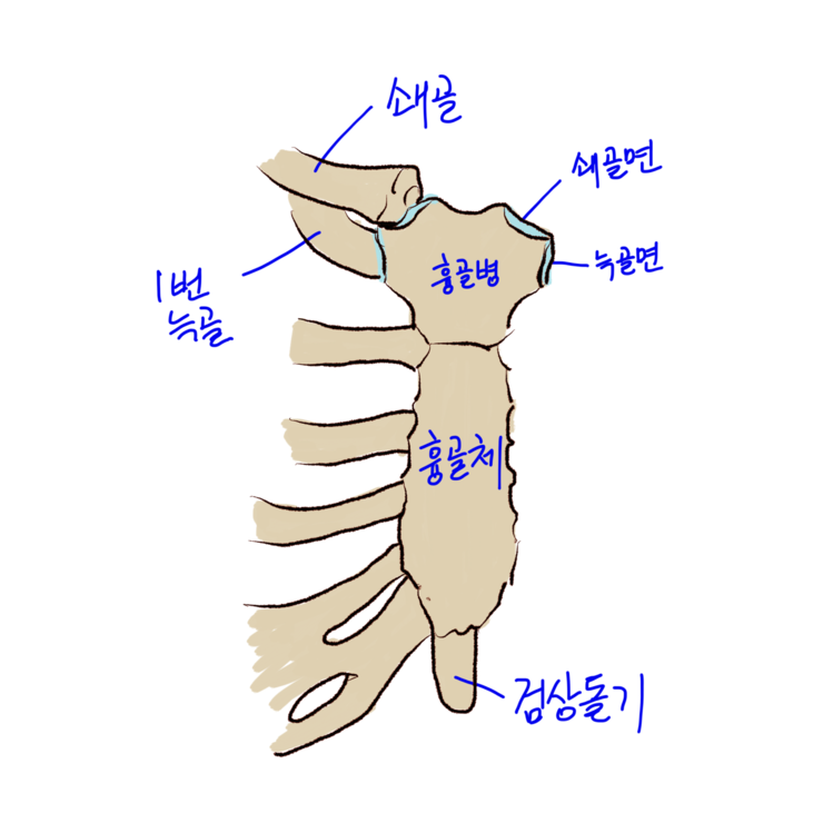 [대전 유성 관절] 흉골 sternum 흉골병(manubrium) 흉골체(body) 검상돌기(xiphoid process ...